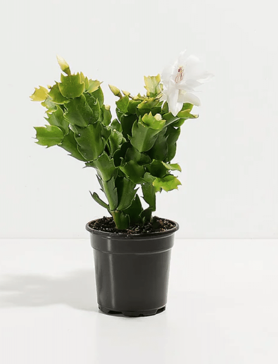 White Christmas Cactus in black pot